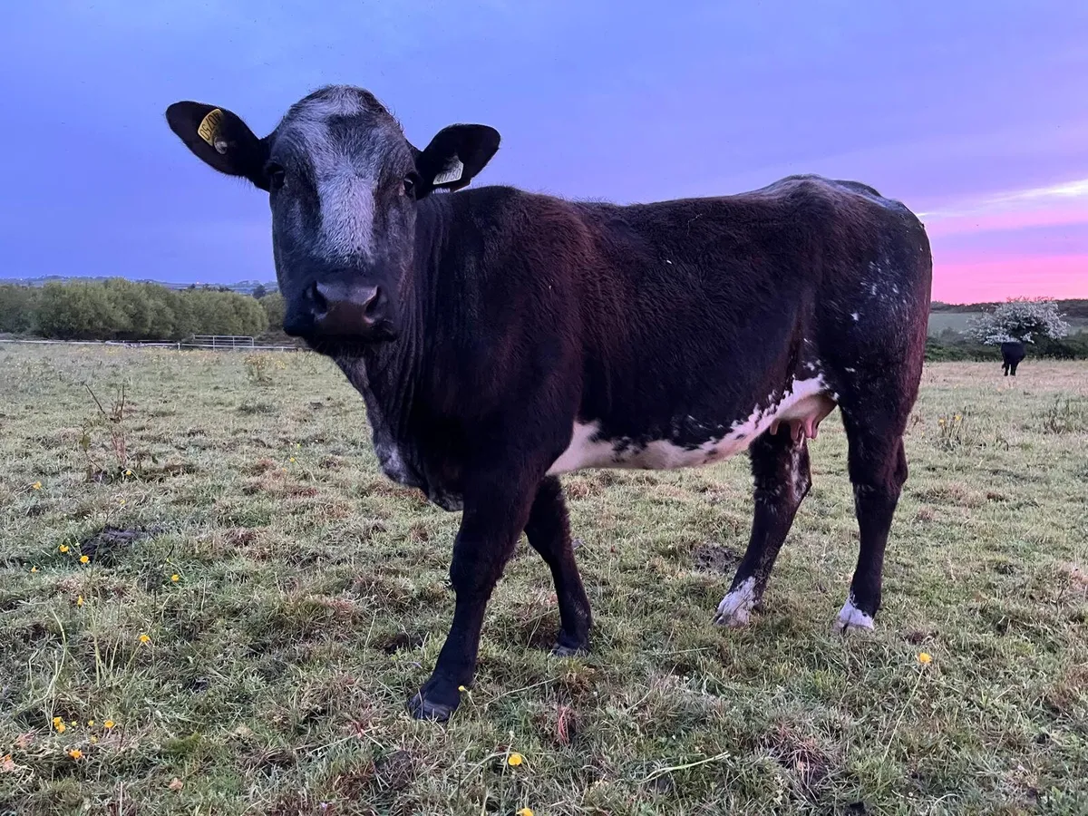 Springers for sale - Image 2