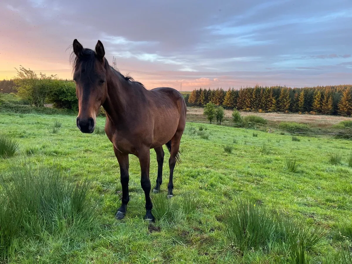 3 year old Horses - Image 2