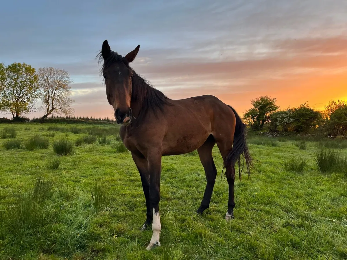 3 year old Horses - Image 3