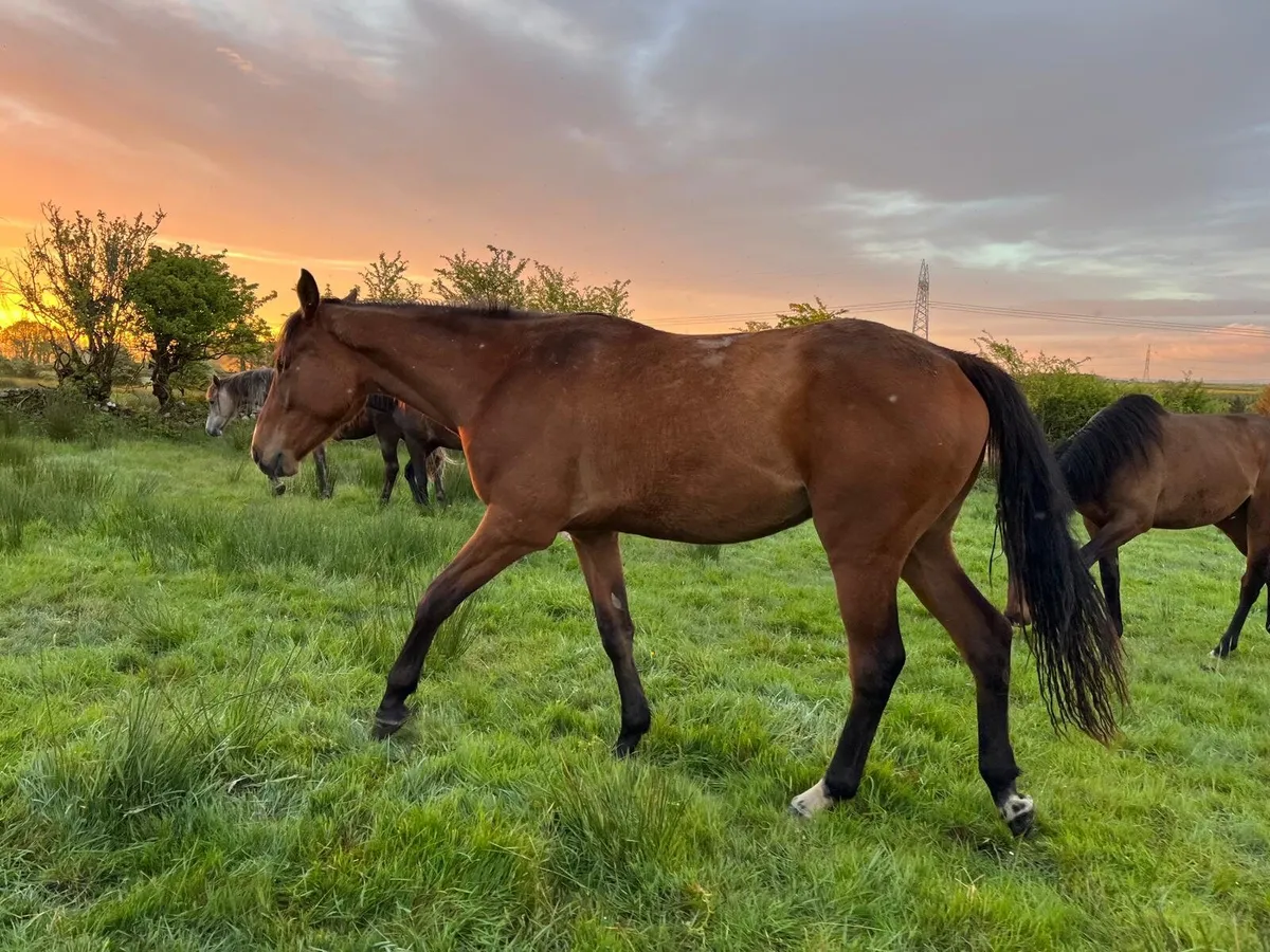 3 year old Horses - Image 4