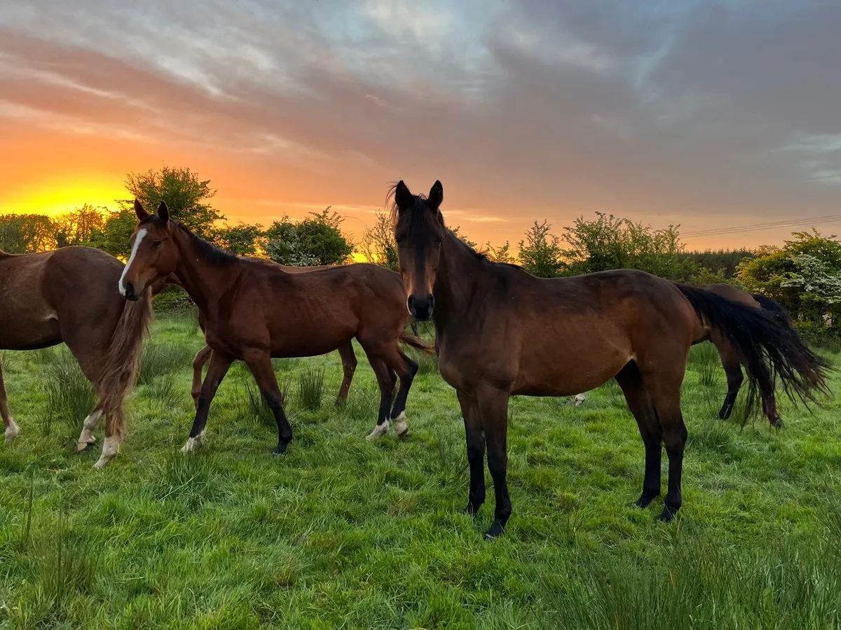 3 year old Horses - Image 1