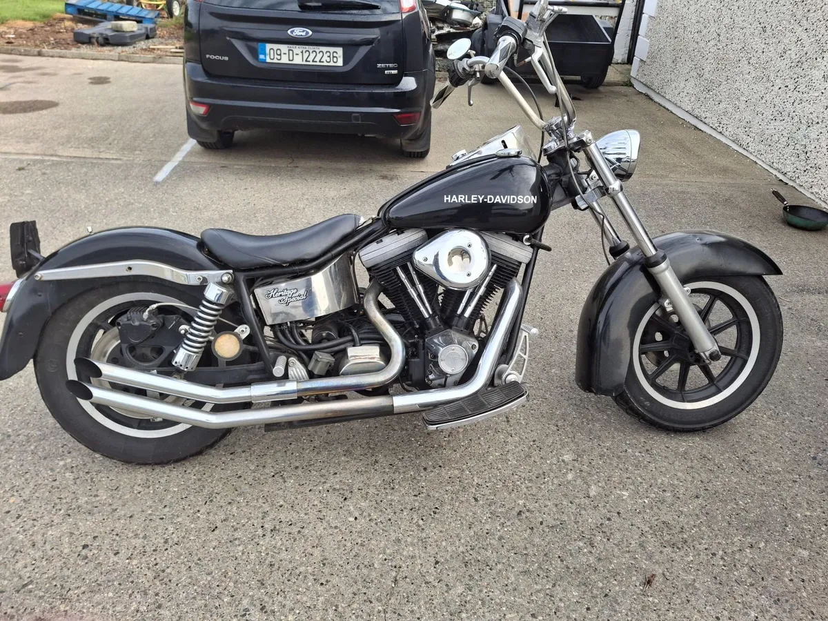 Harley - Image 3