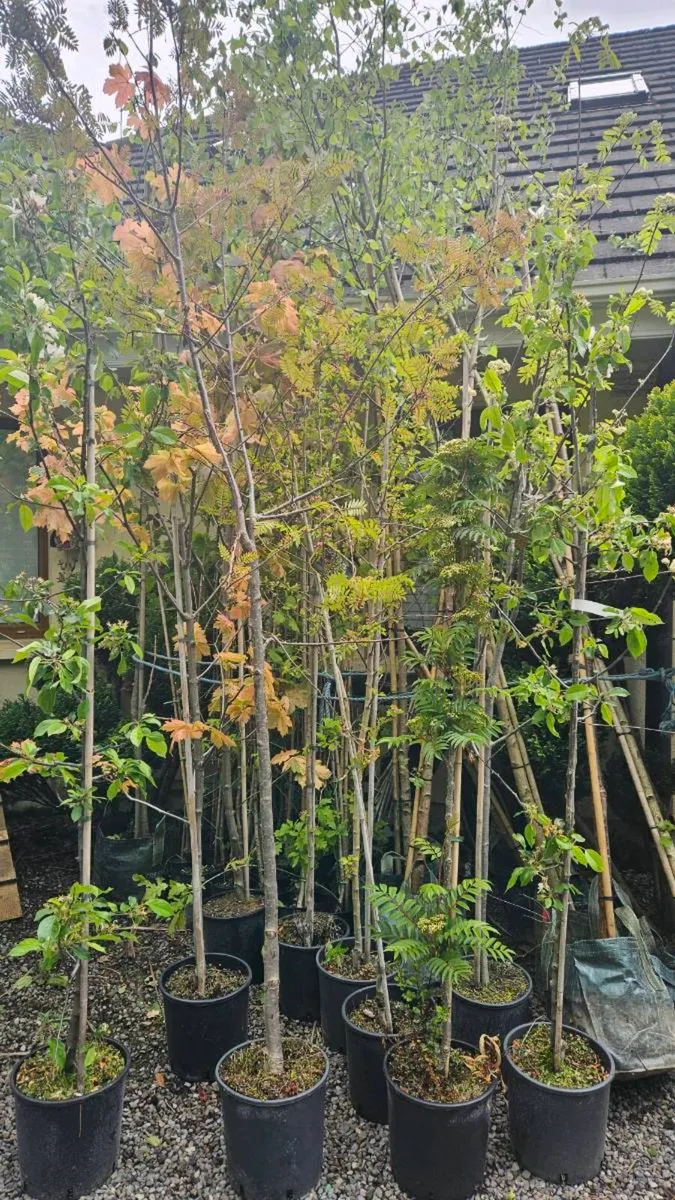 Tall Trees 10ft to 15ft - Image 1