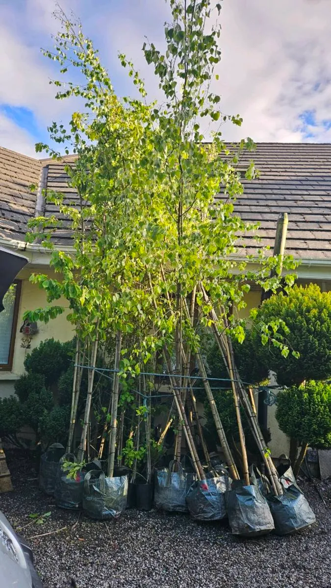 Tall Trees 10ft to 15ft - Image 2