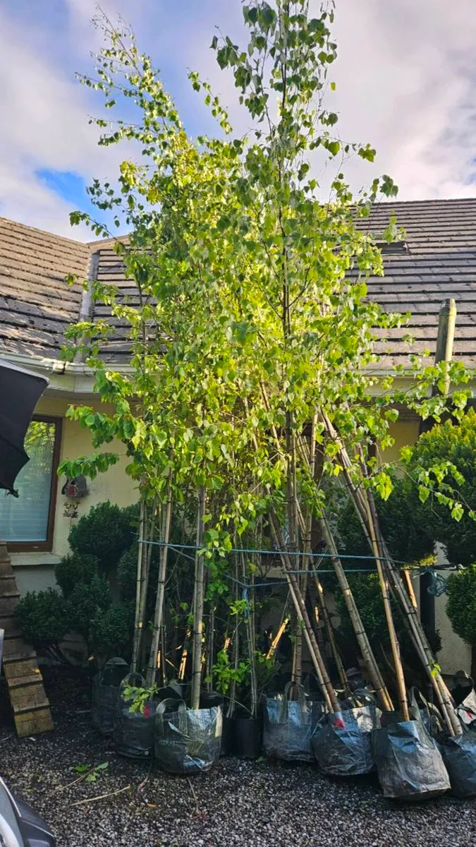 Tall Trees 10ft to 15ft - Image 3