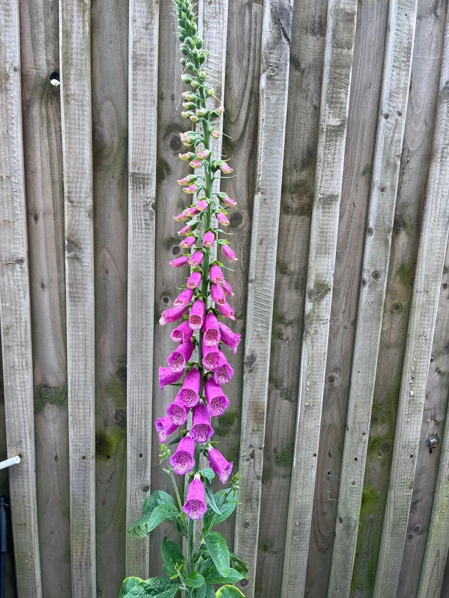 Foxglove plant in a big pot - Image 2