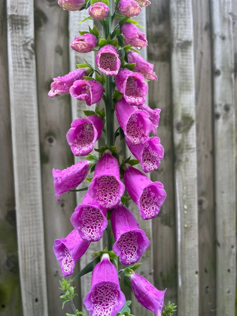 Foxglove plant in a big pot - Image 1