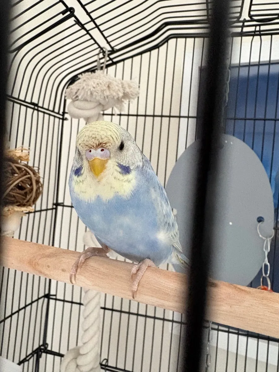 Female Budgie - Image 1