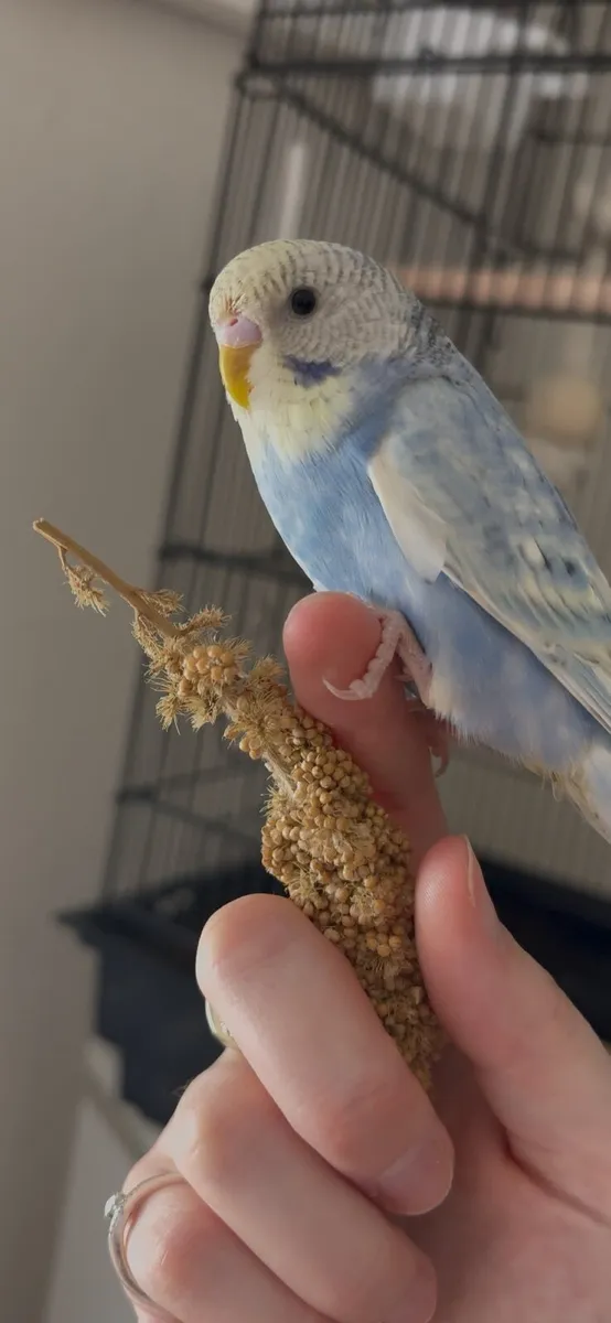 Female Budgie - Image 4