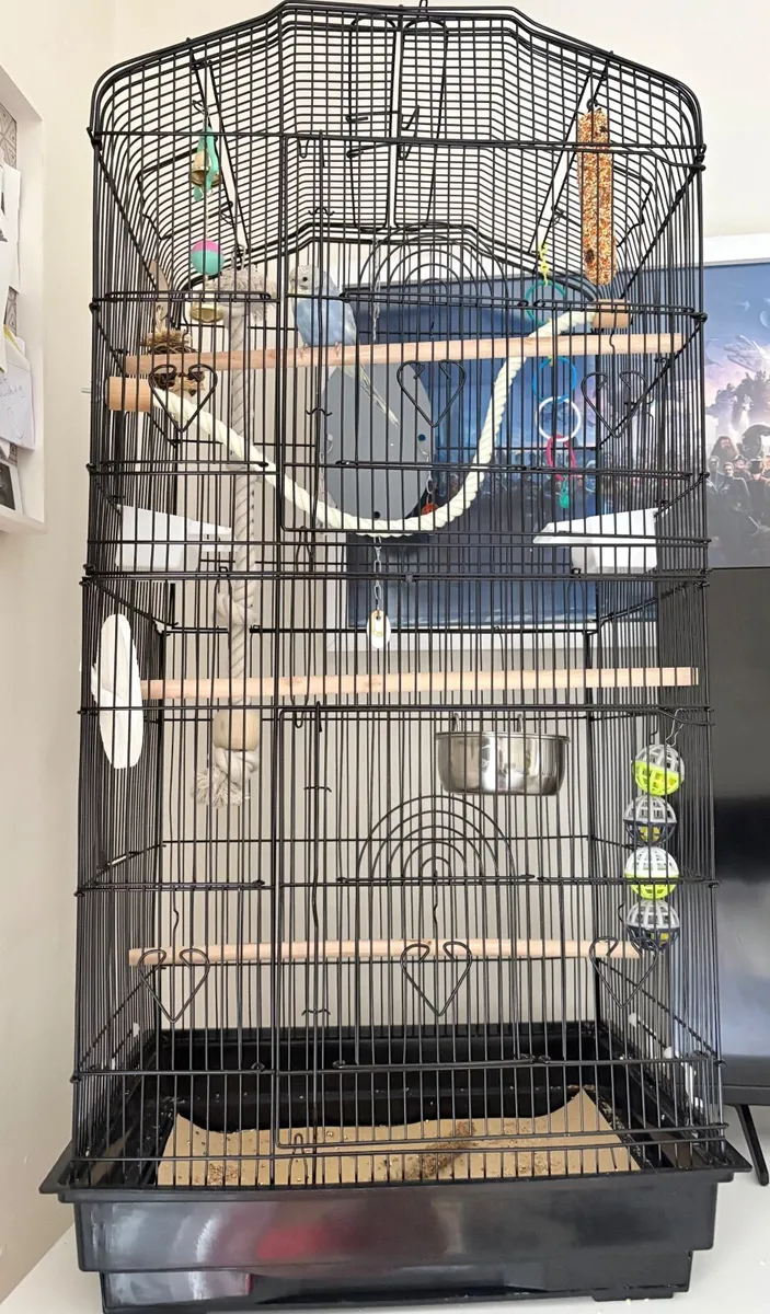 Female Budgie - Image 2