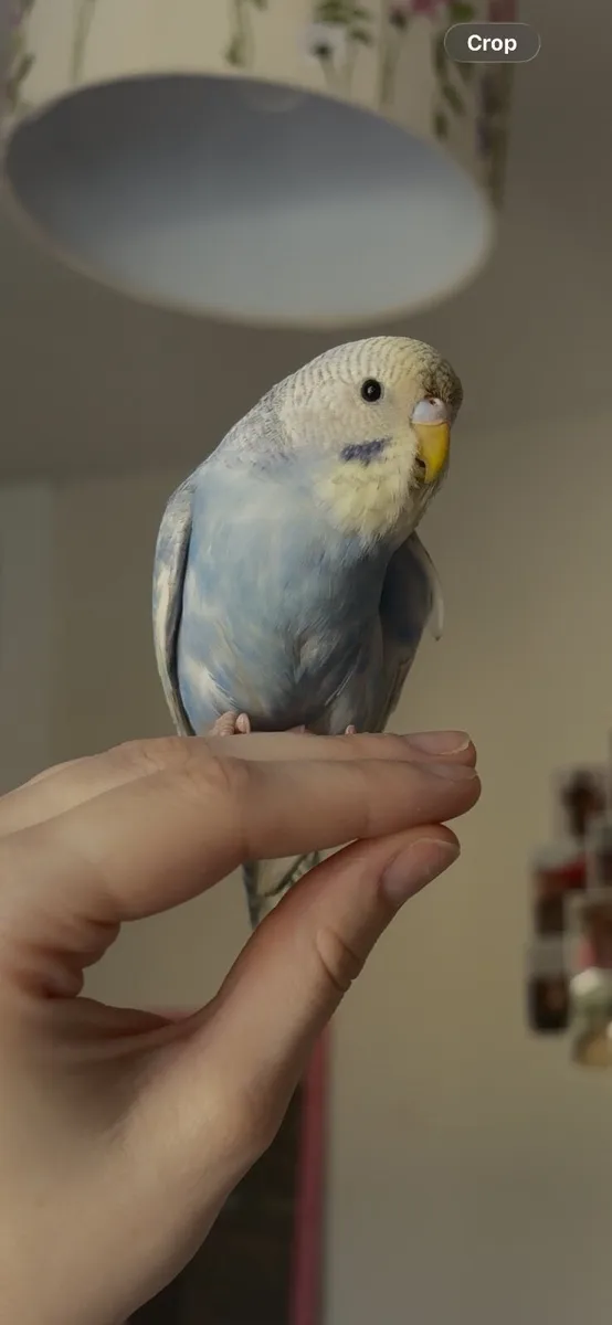 Female Budgie - Image 3