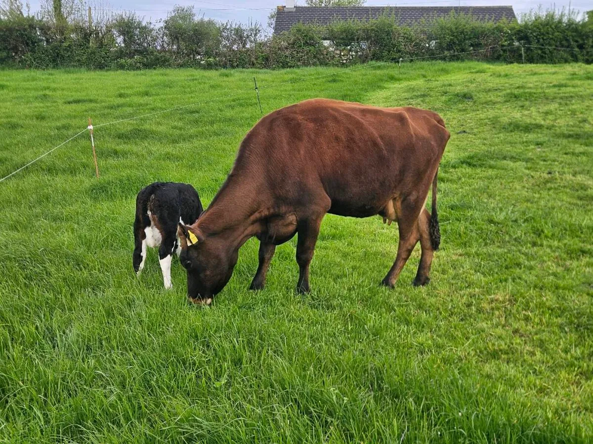 Cow and calf - Image 1