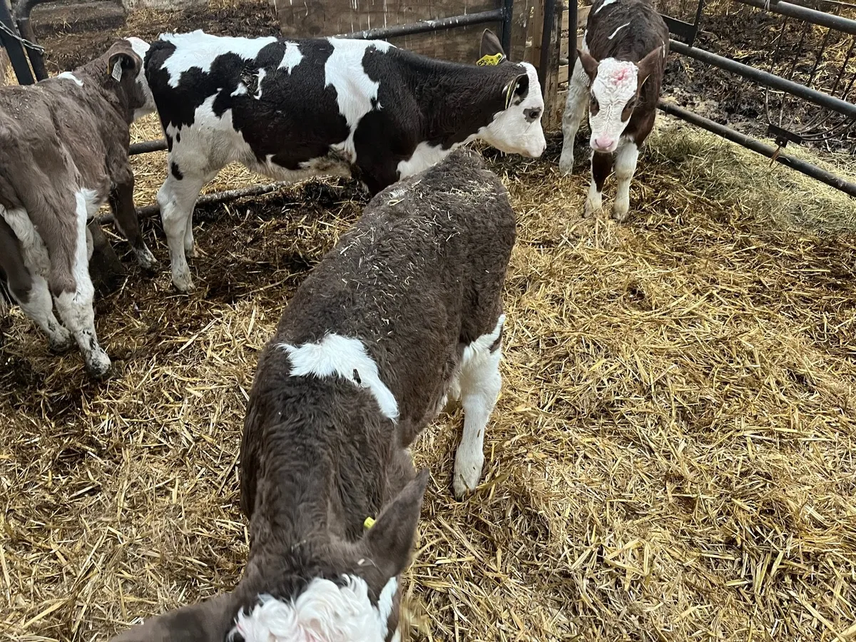 Calves