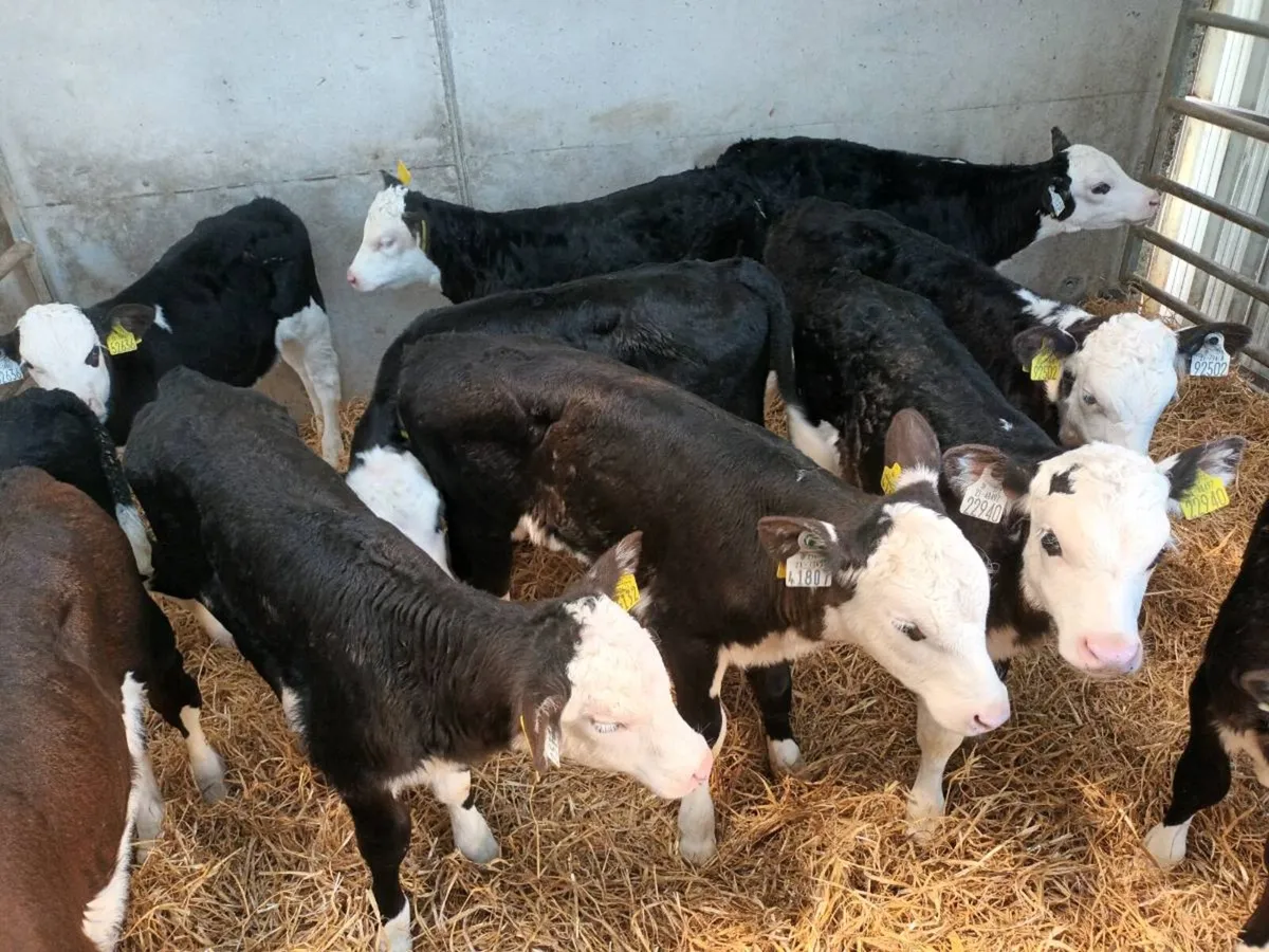 10 BLACK WHITEHEAD HEIFER CALVES