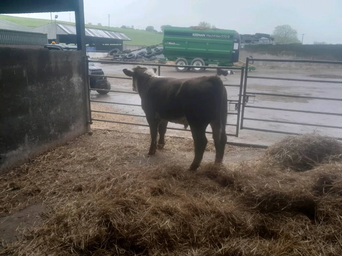Hereford bull - Image 4