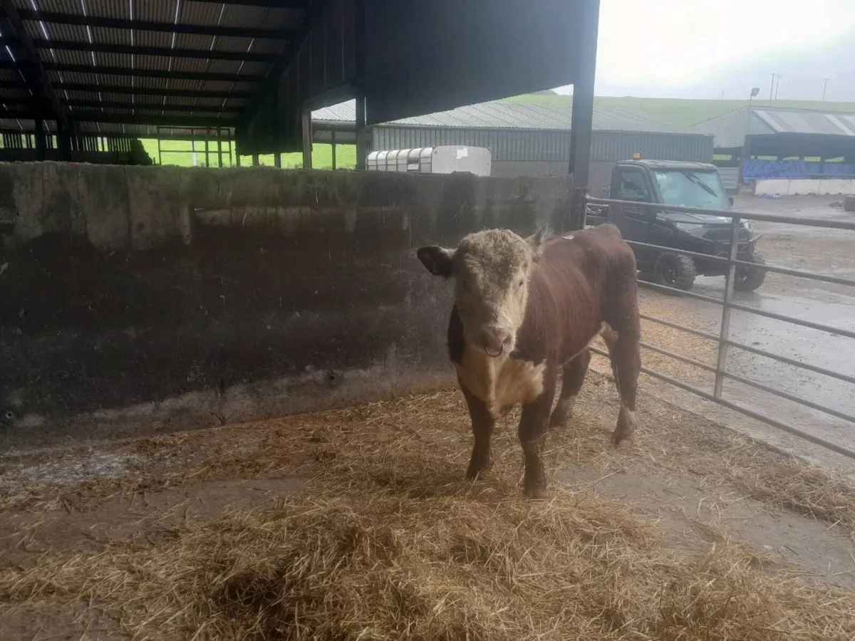 Hereford bull - Image 1