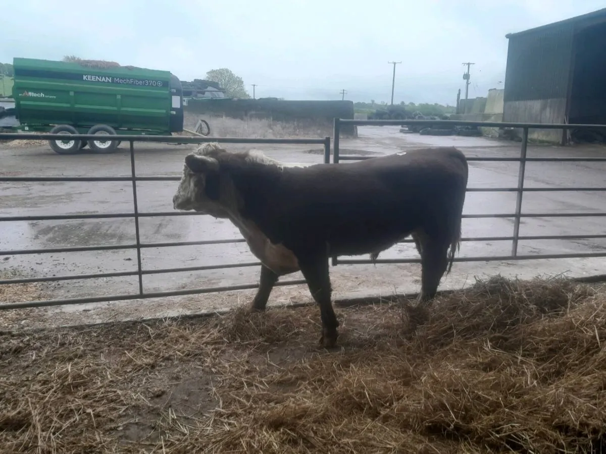 Hereford bull - Image 2