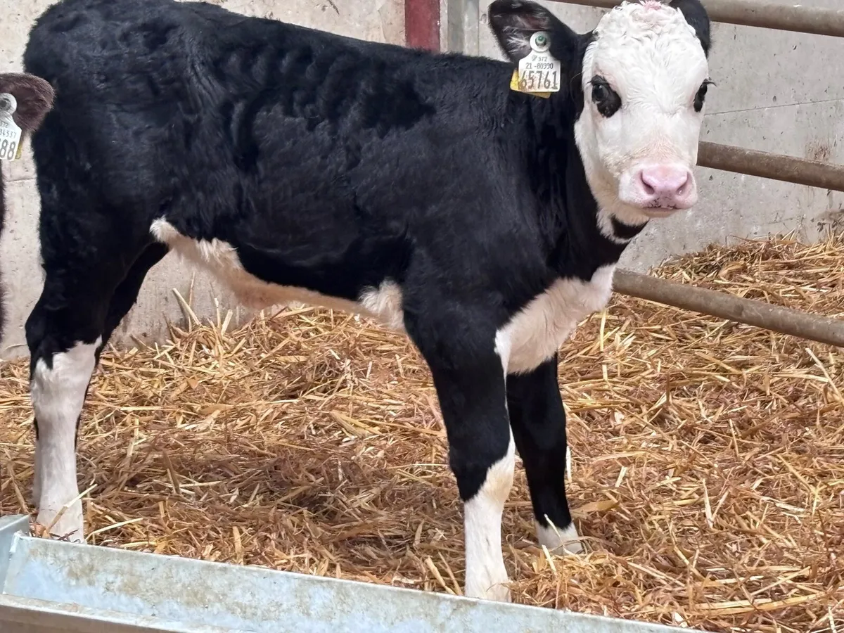 6 reared Hereford & Angus heifer calves for sale - Image 3
