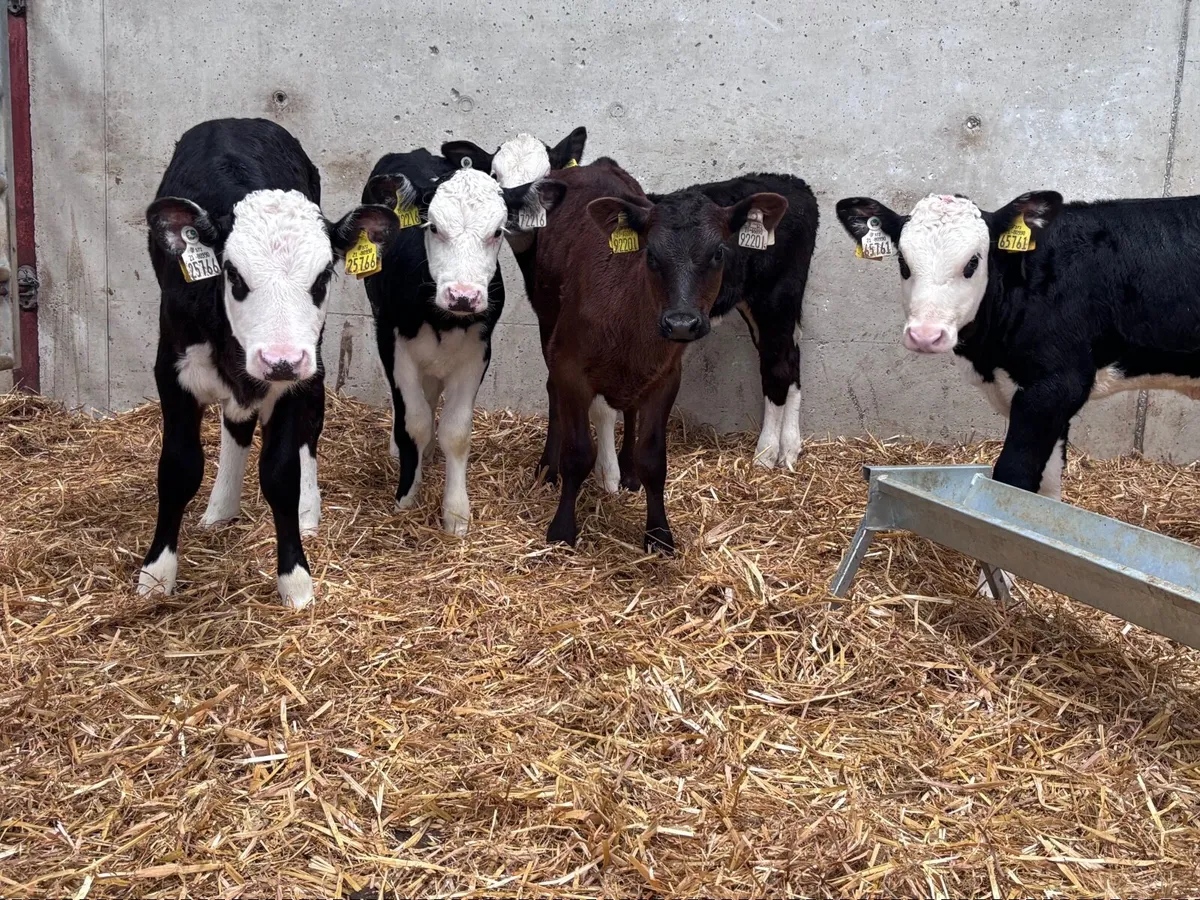 6 reared Hereford & Angus heifer calves for sale - Image 4