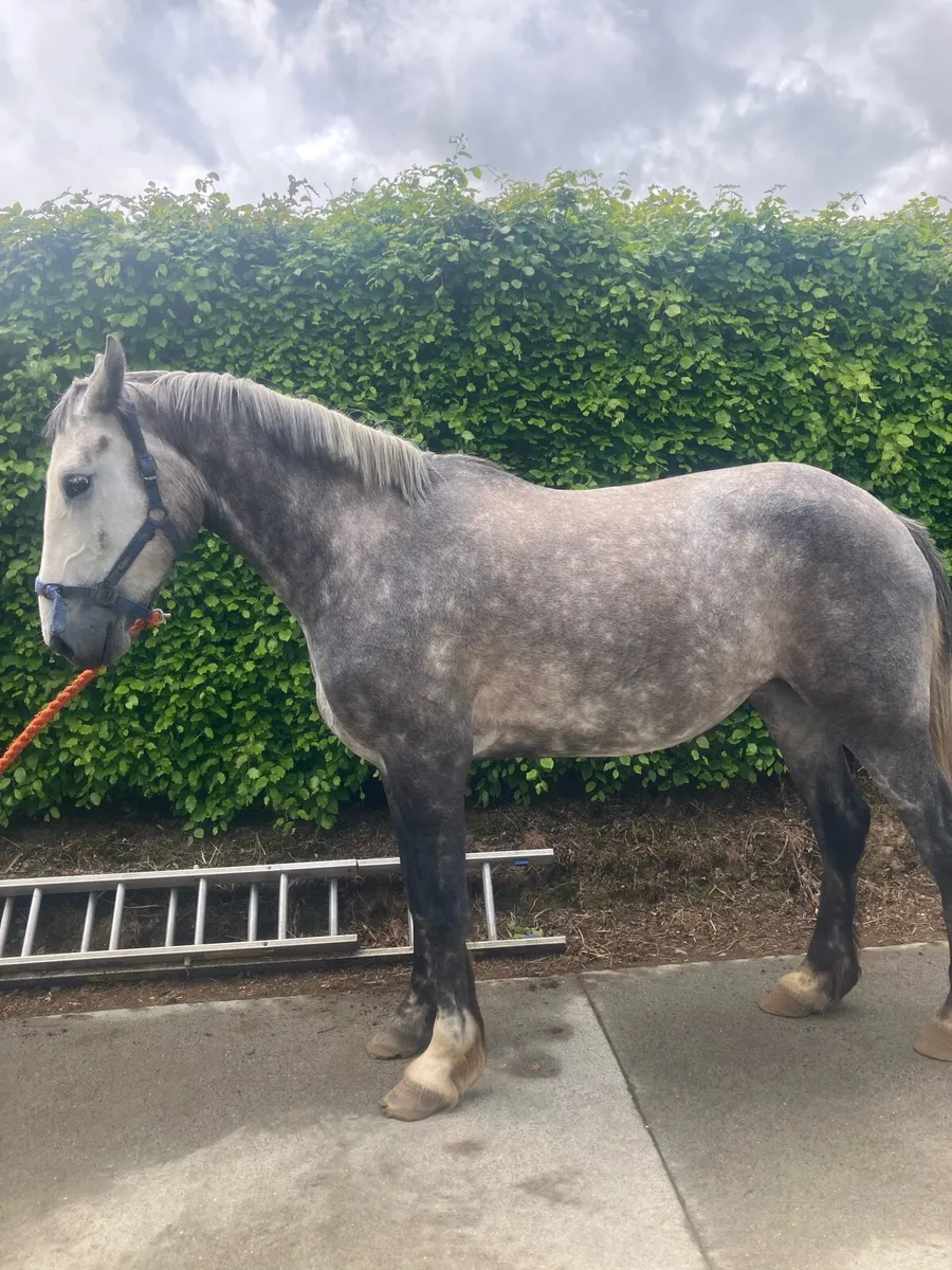 Irish draught mare - Image 2
