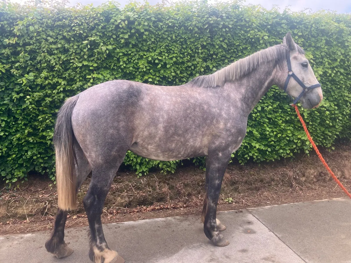 Irish draught mare - Image 3