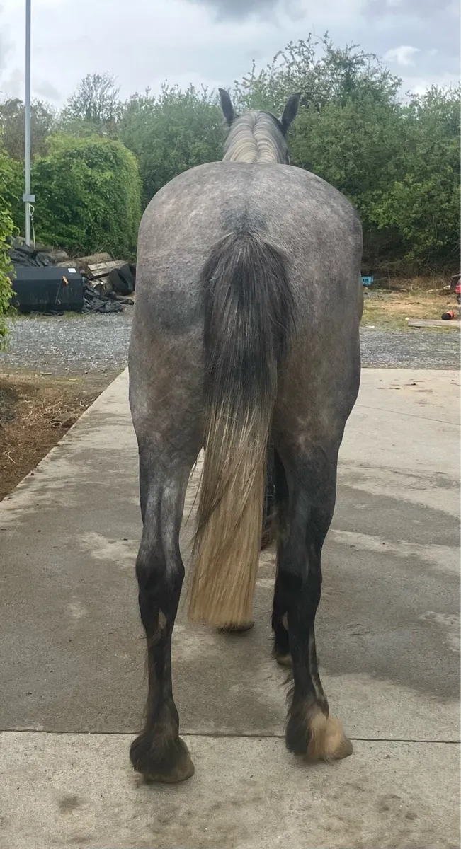 Irish draught mare - Image 4