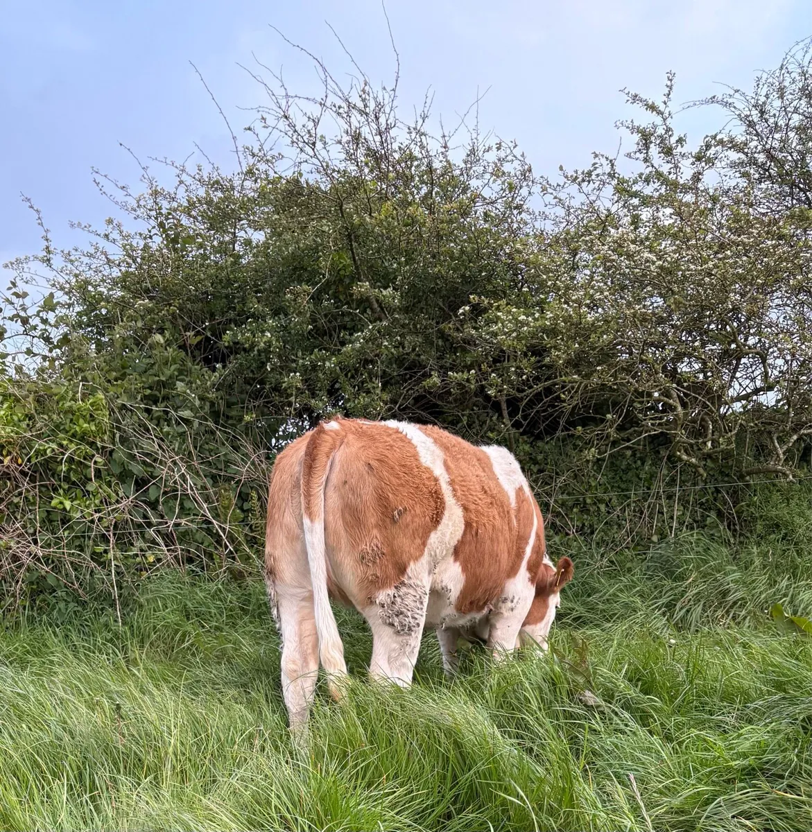 Simmental Heifers - Image 3