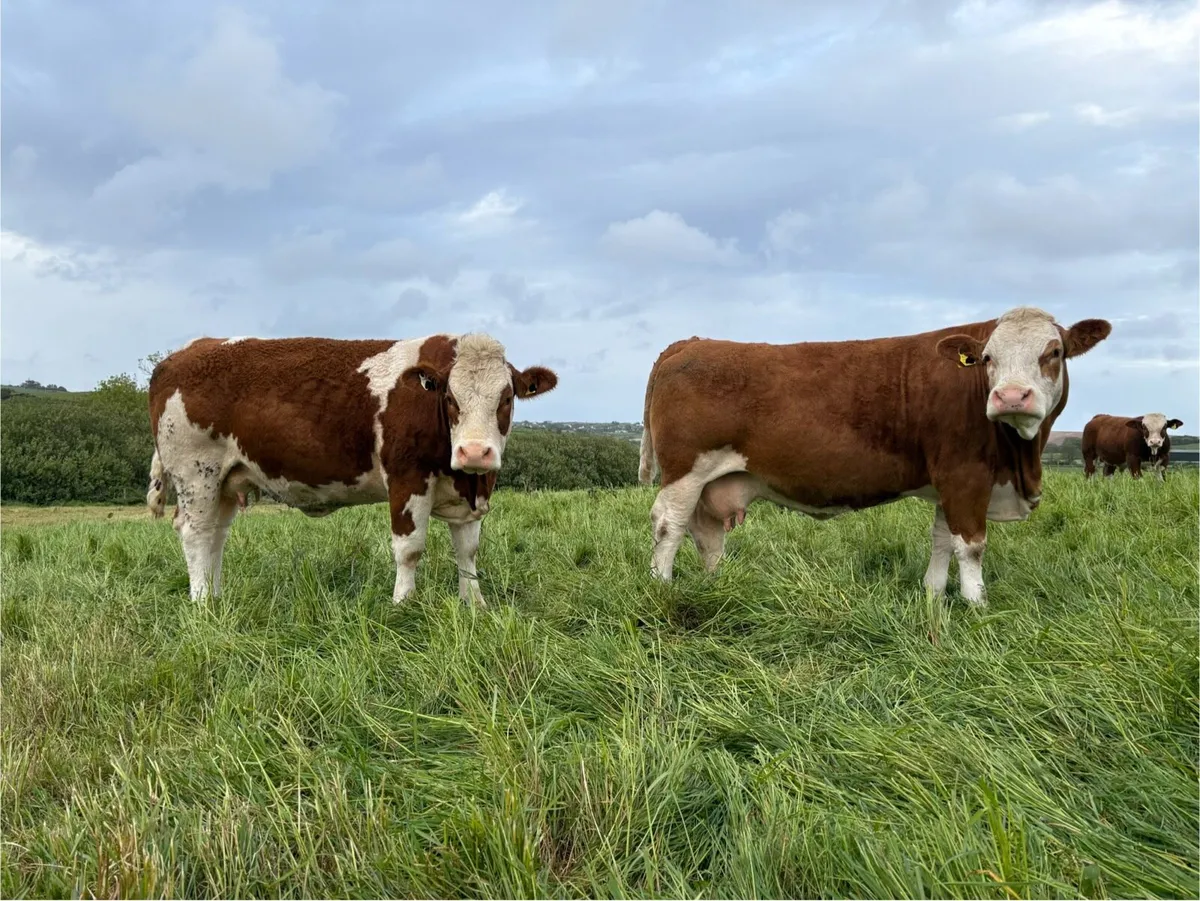 Simmental Heifers - Image 4