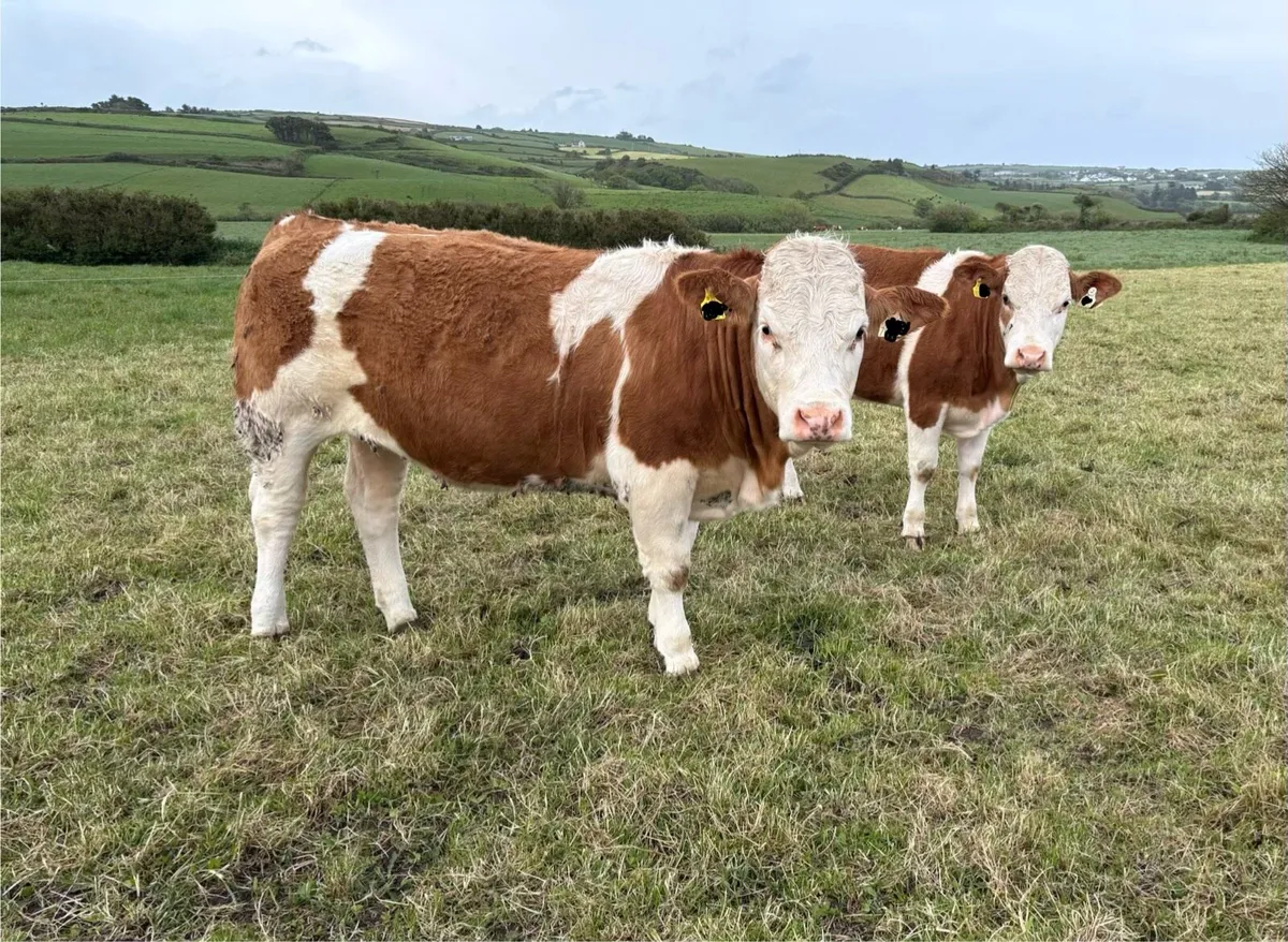 Simmental Heifers - Image 1