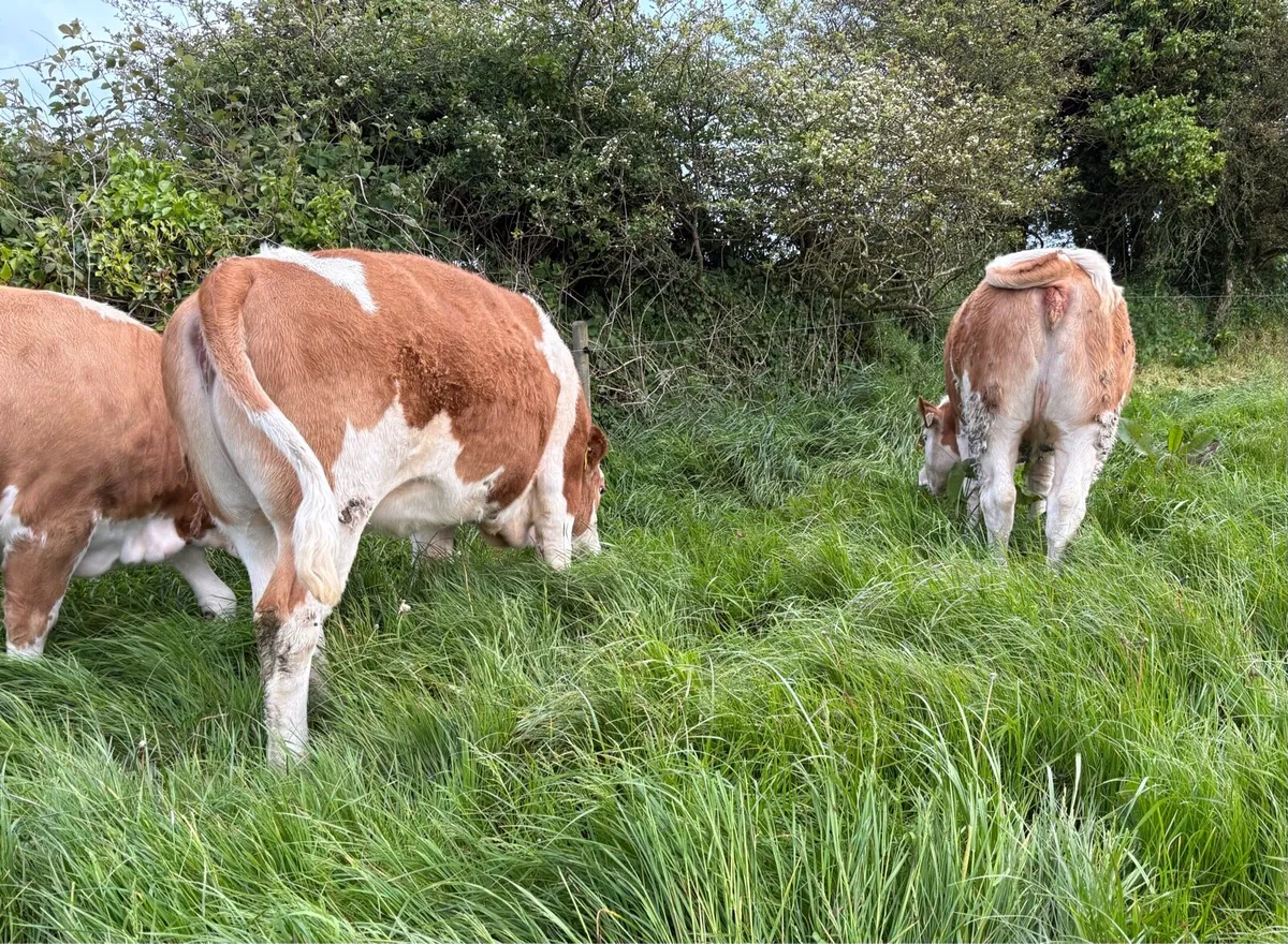 Simmental Heifers - Image 2