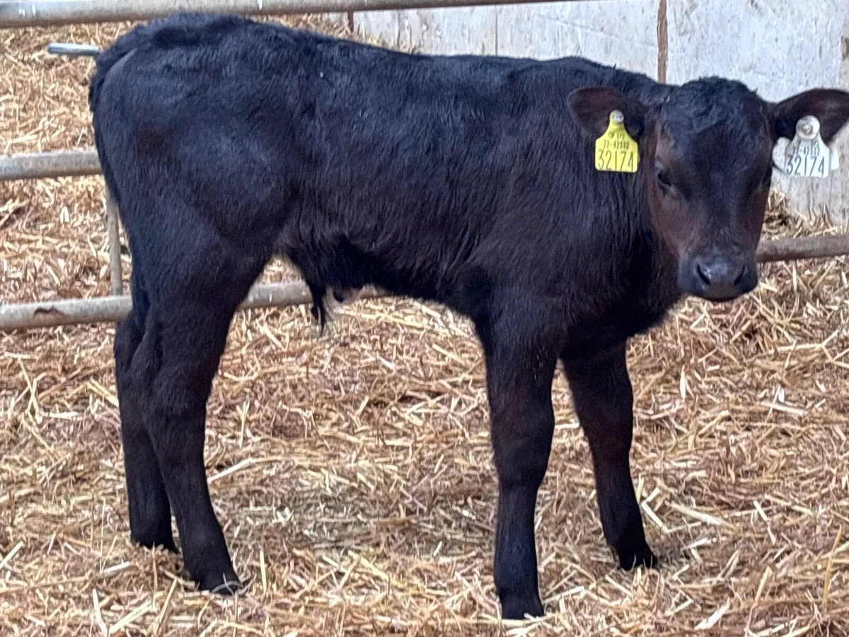 5 strong calves for sale - Image 2