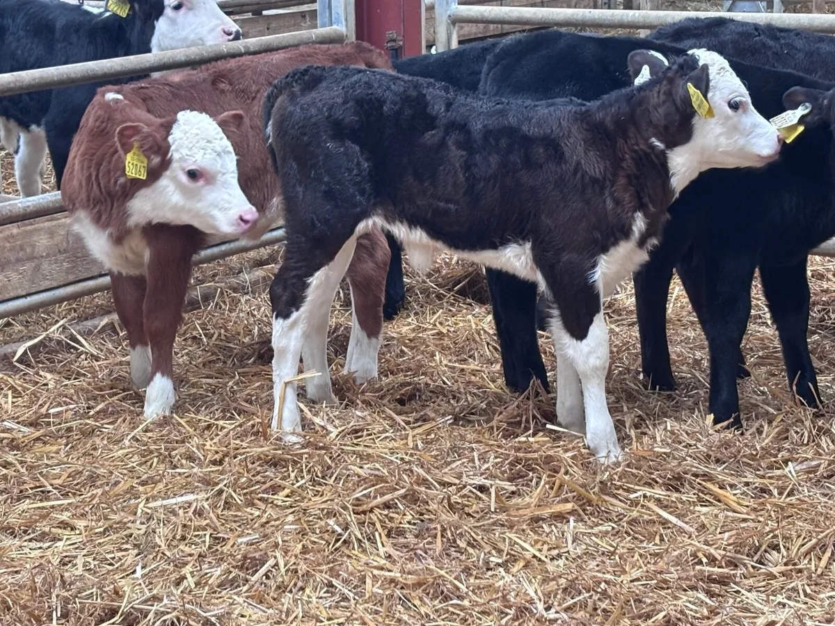 5 strong calves for sale - Image 3
