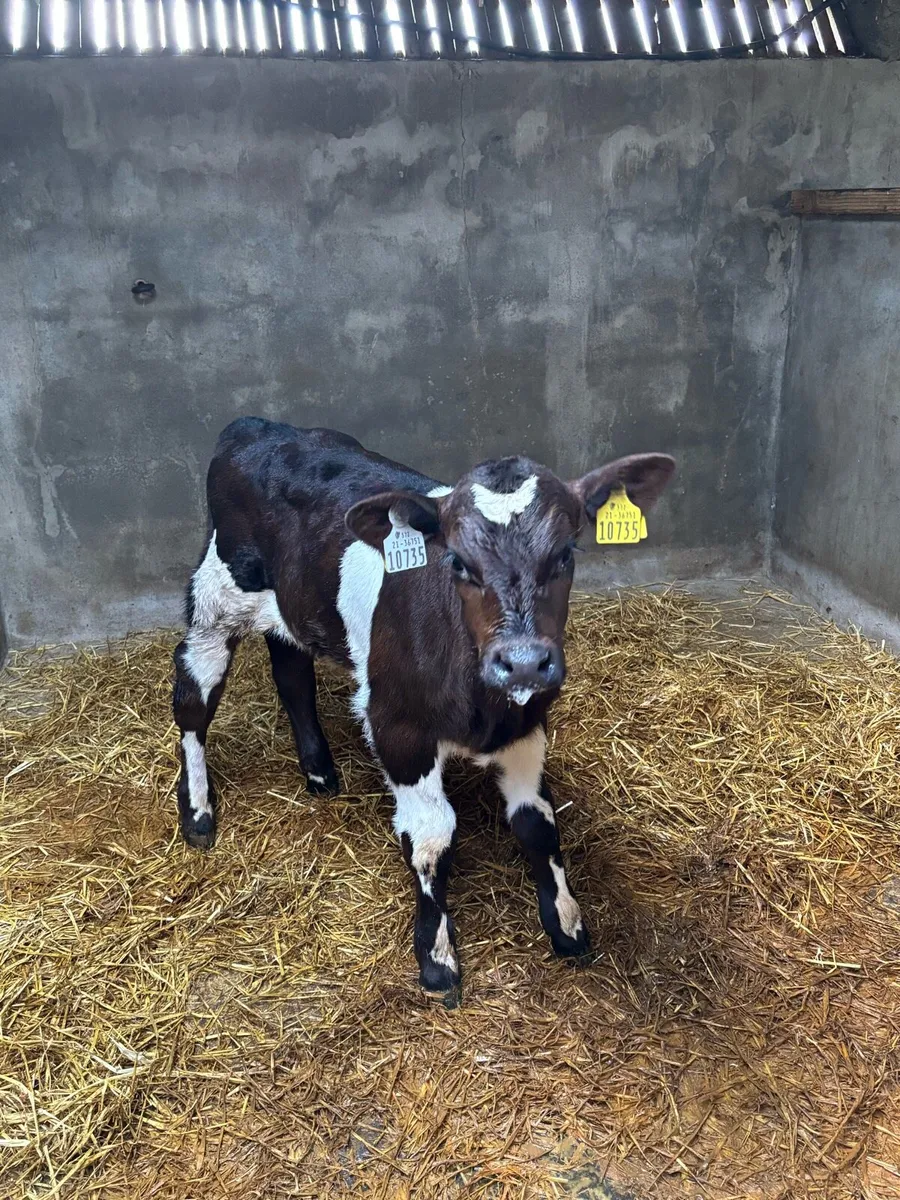 SHX Bull Calf - Image 1