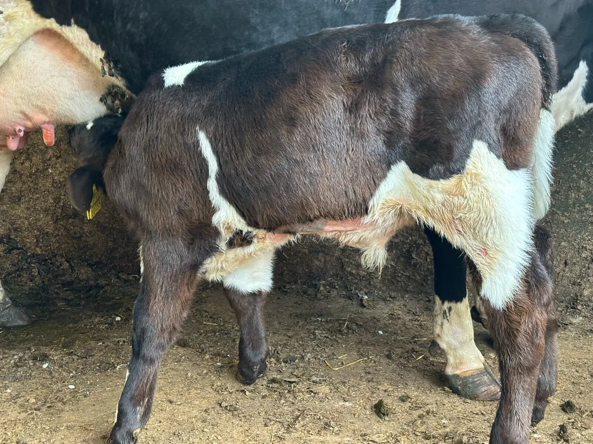 SHX Bull Calf - Image 2