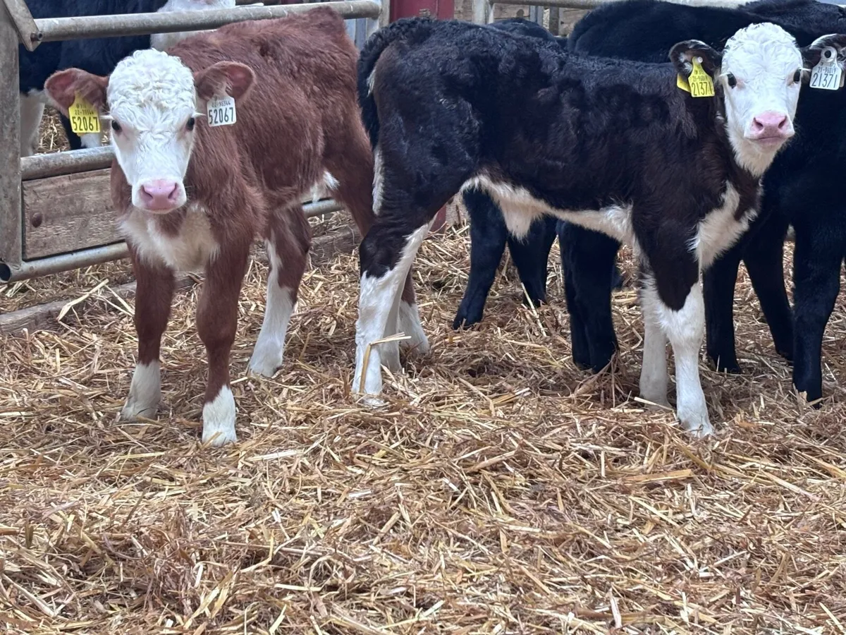 5 strong calves for sale - Image 1