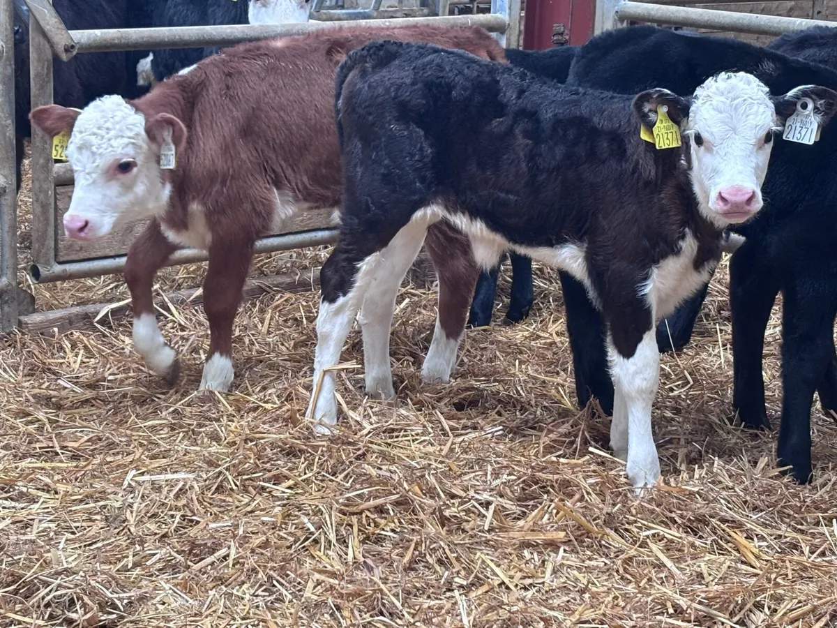 5 strong calves for sale - Image 4