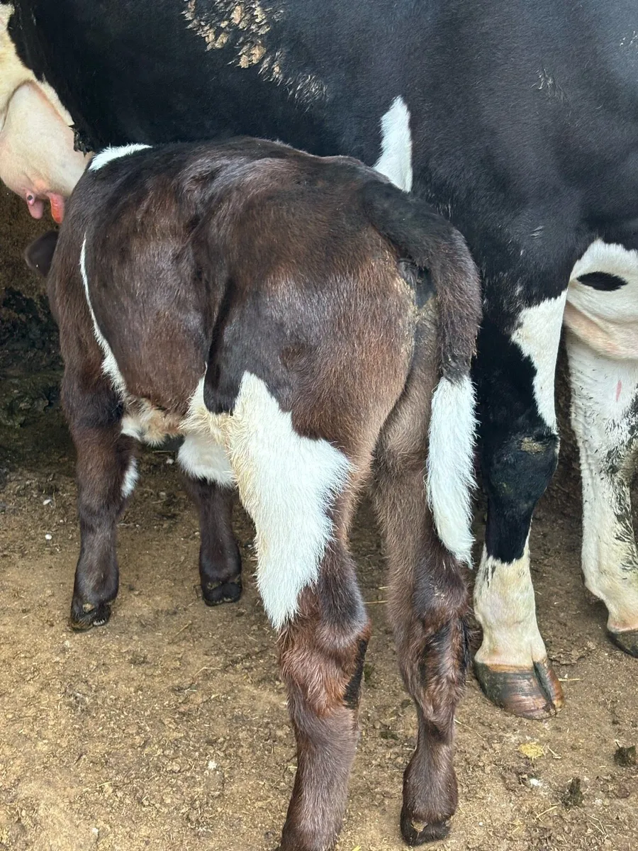 SHX Bull Calf - Image 3