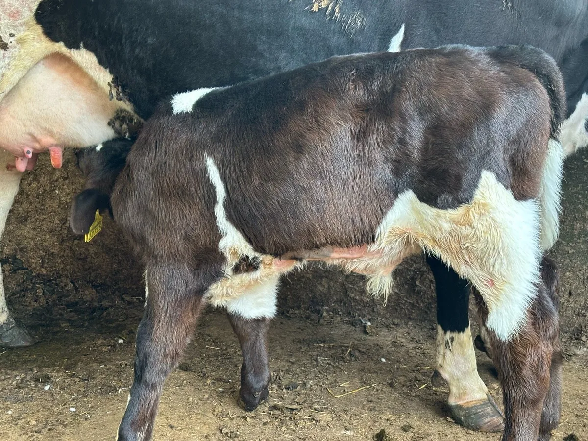 SHX Bull Calf - Image 4