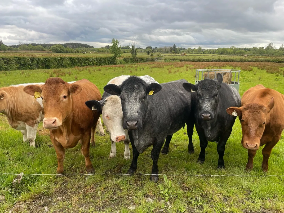 heifers - Image 1