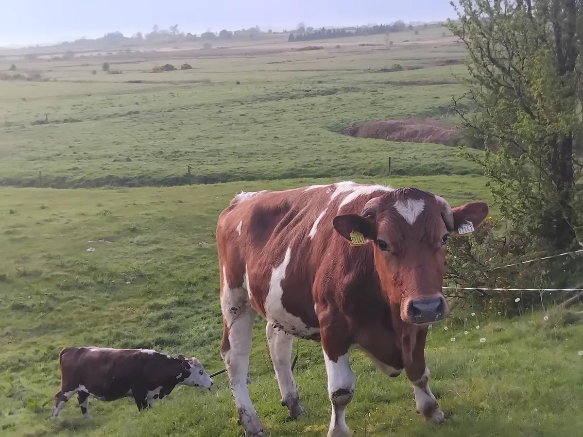 30 friesian forward store bullocks - Image 4