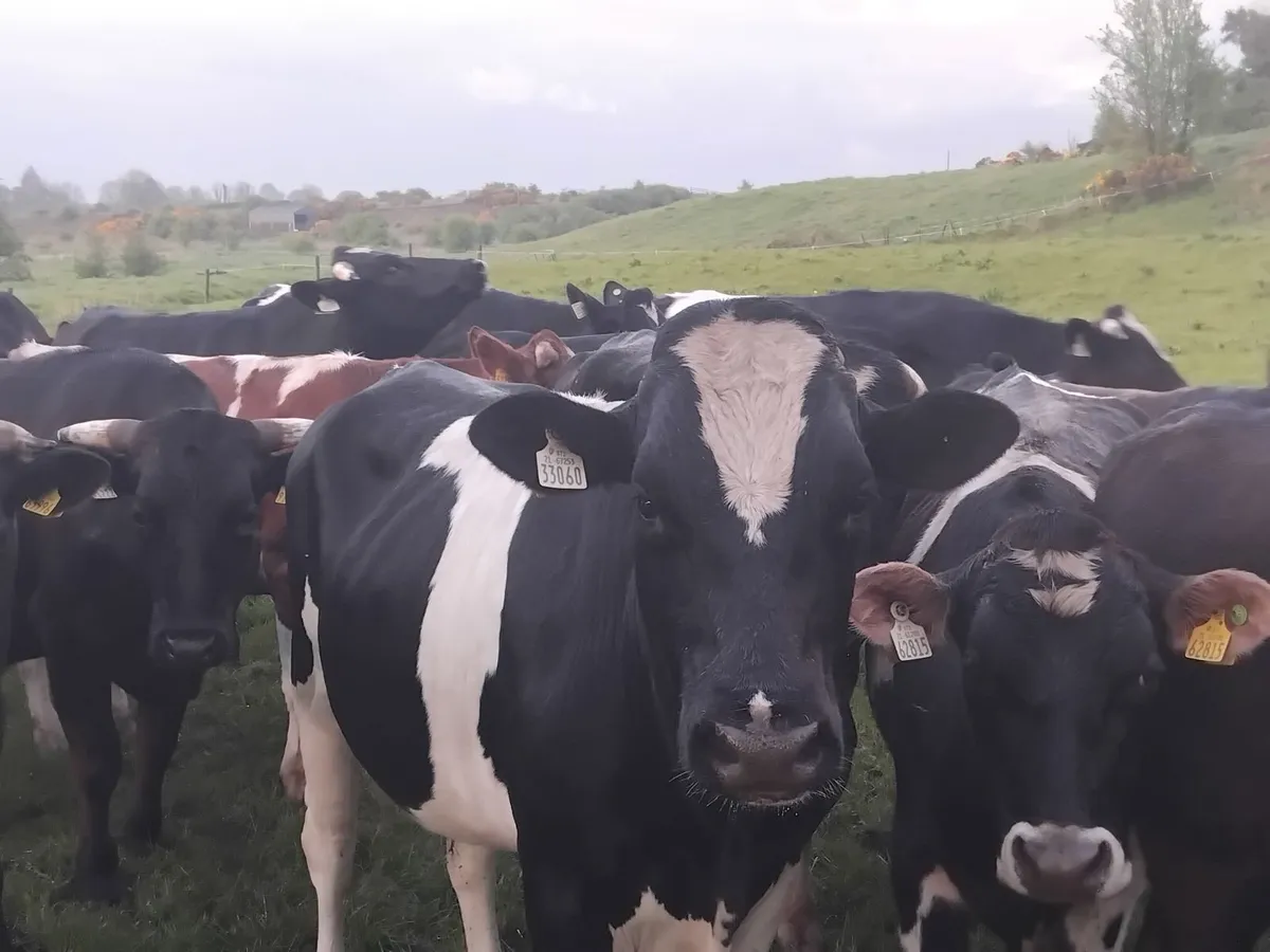 30 friesian forward store bullocks - Image 3