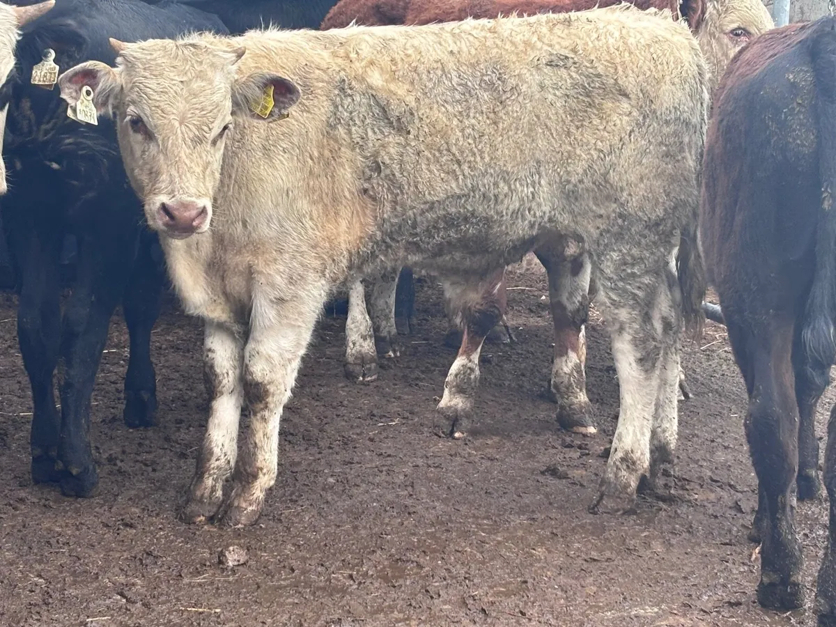 9 top quality bulls weanlings for sale - Image 3