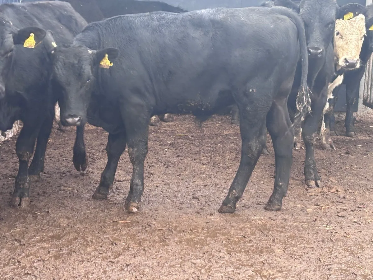 9 top quality bulls weanlings for sale - Image 4