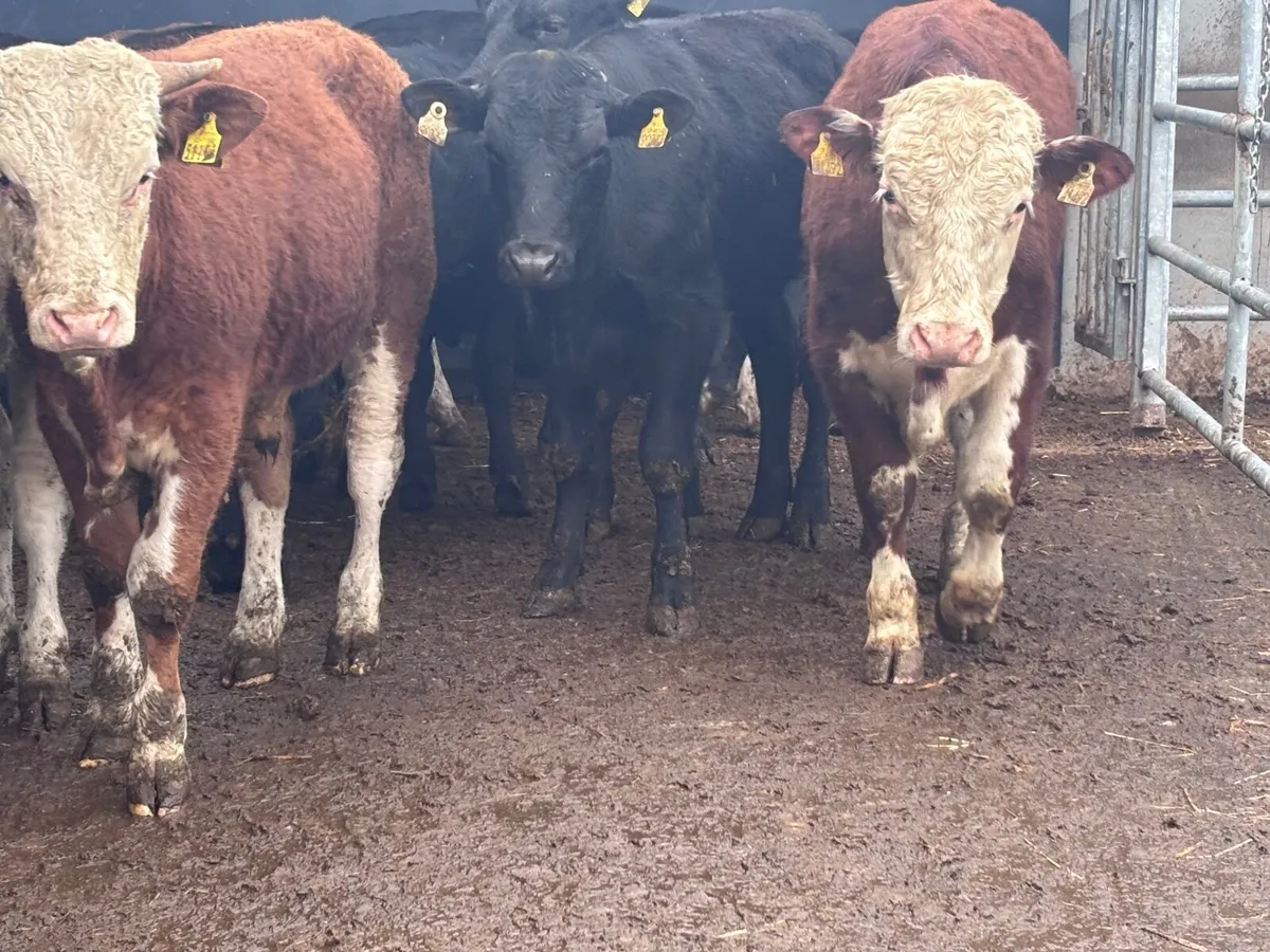 9 top quality bulls weanlings for sale - Image 1