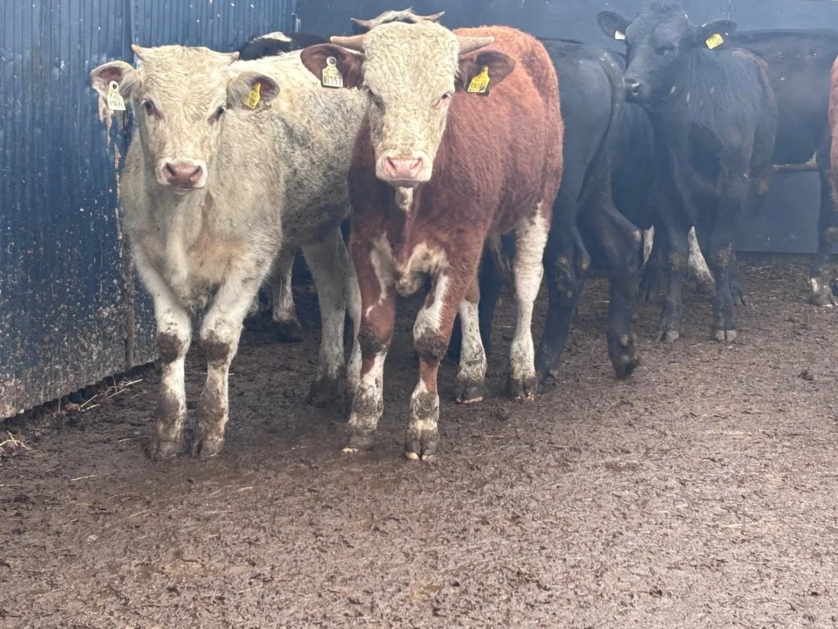 9 top quality bulls weanlings for sale - Image 2