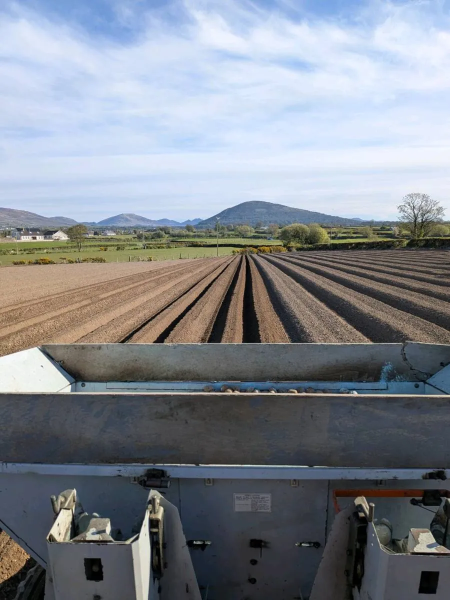Seed potatoes