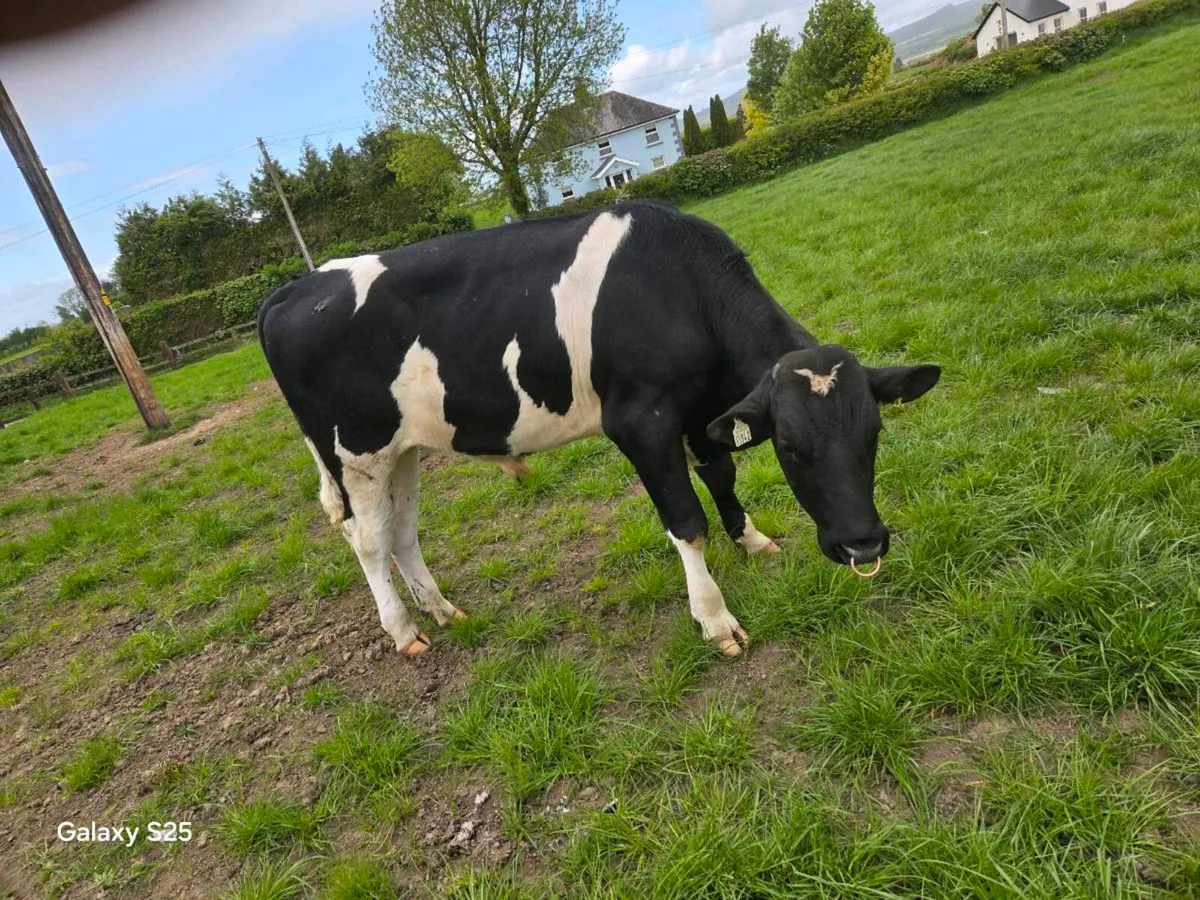 2 PNP FR/HOL BULLS - Image 2