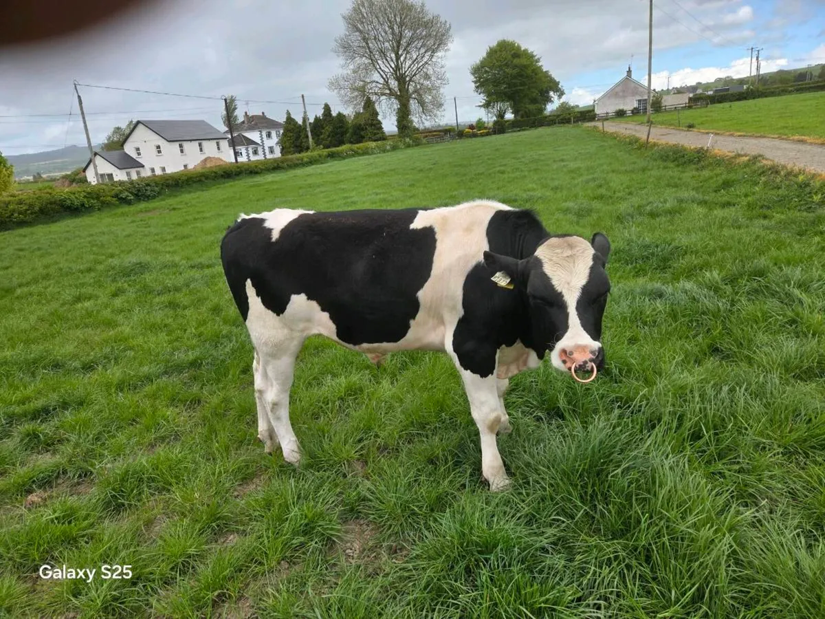 2 PNP FR/HOL BULLS - Image 4