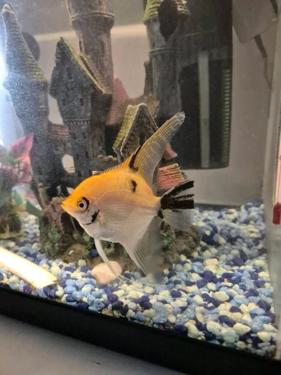 Angel Fish Large - Image 1