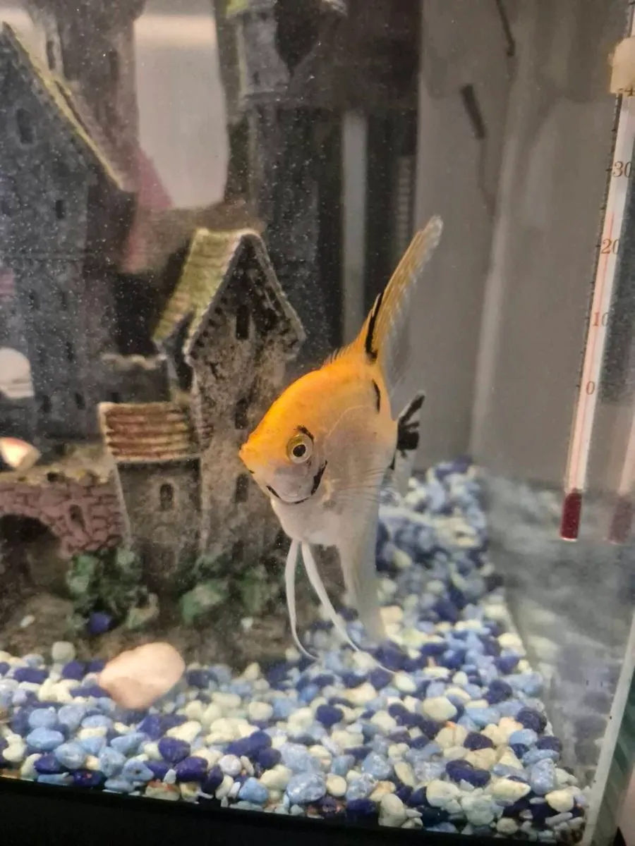 Angel Fish Large - Image 2